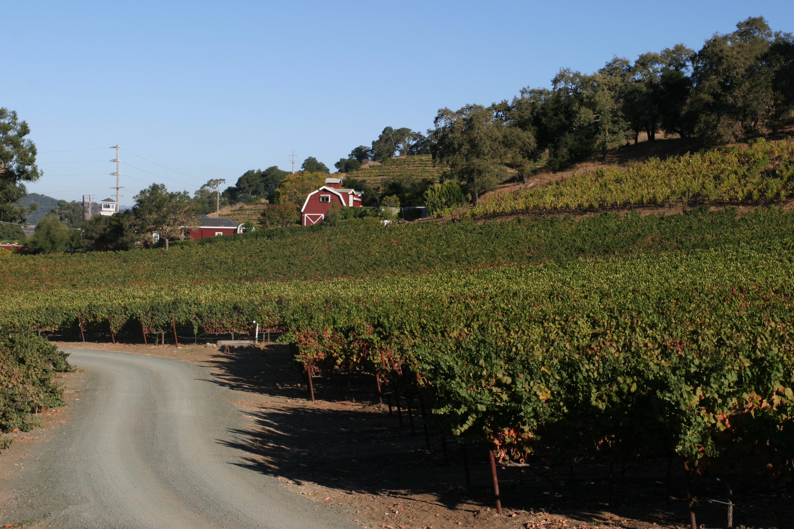 Vineyard in Nappa Valley