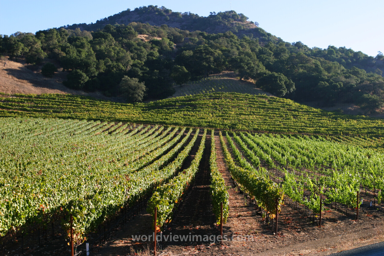 Vineyard in Nappa Valley