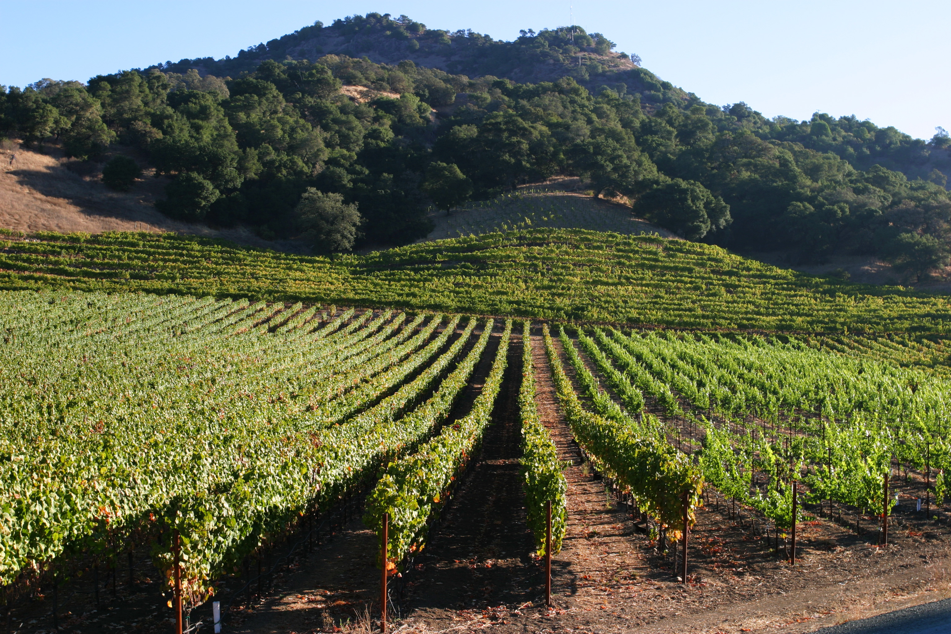 Vineyard in Nappa Valley
