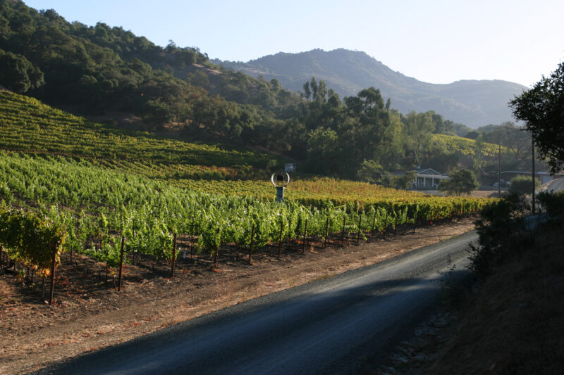 Vineyard in Nappa Valley — Vineyards of the beautiful Nappa Valley, California, USA — Scenic, United States, California, USA, Nappa