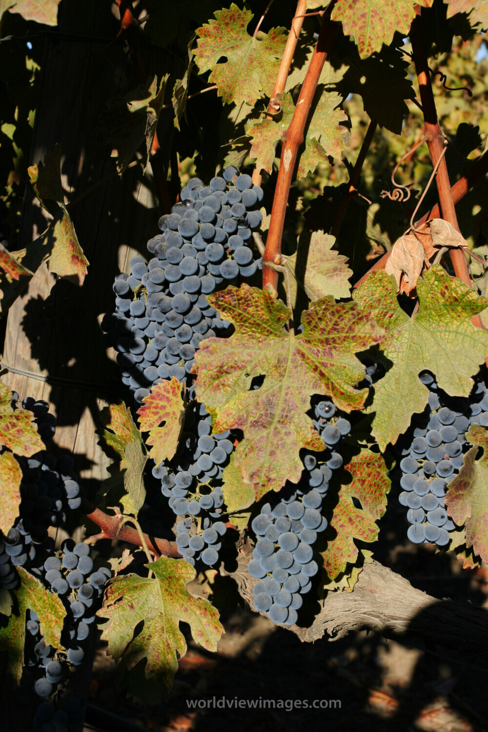 Wine Grapes Ready for Harvest