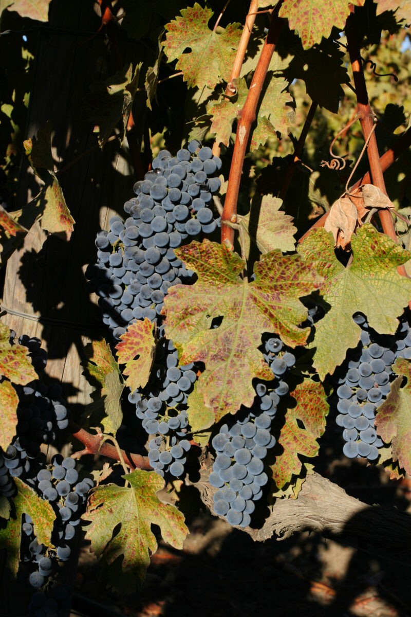 Wine Grapes Ready for Harvest — Scenic, United States, California, USA, Nappa