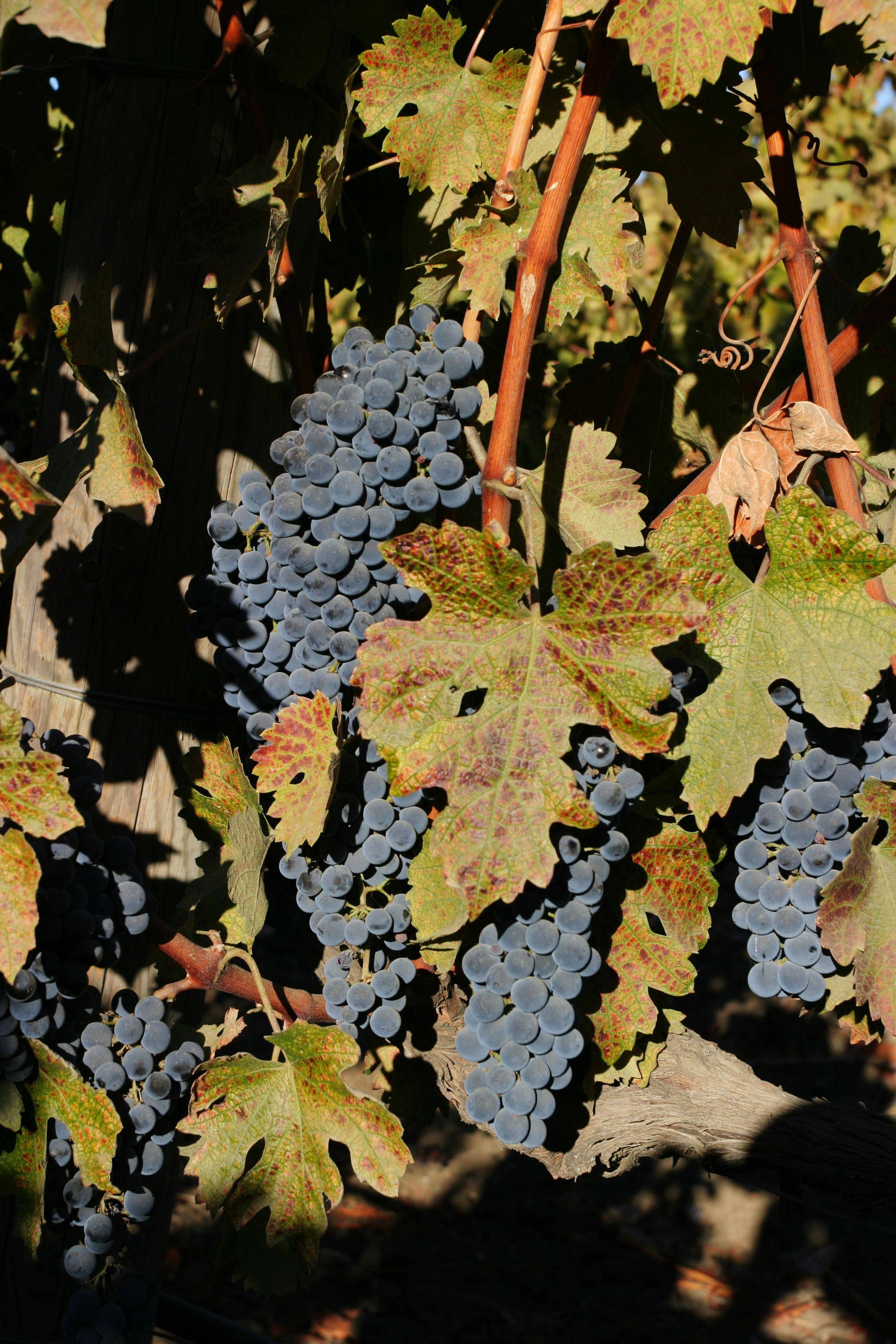 Wine Grapes Ready for Harvest