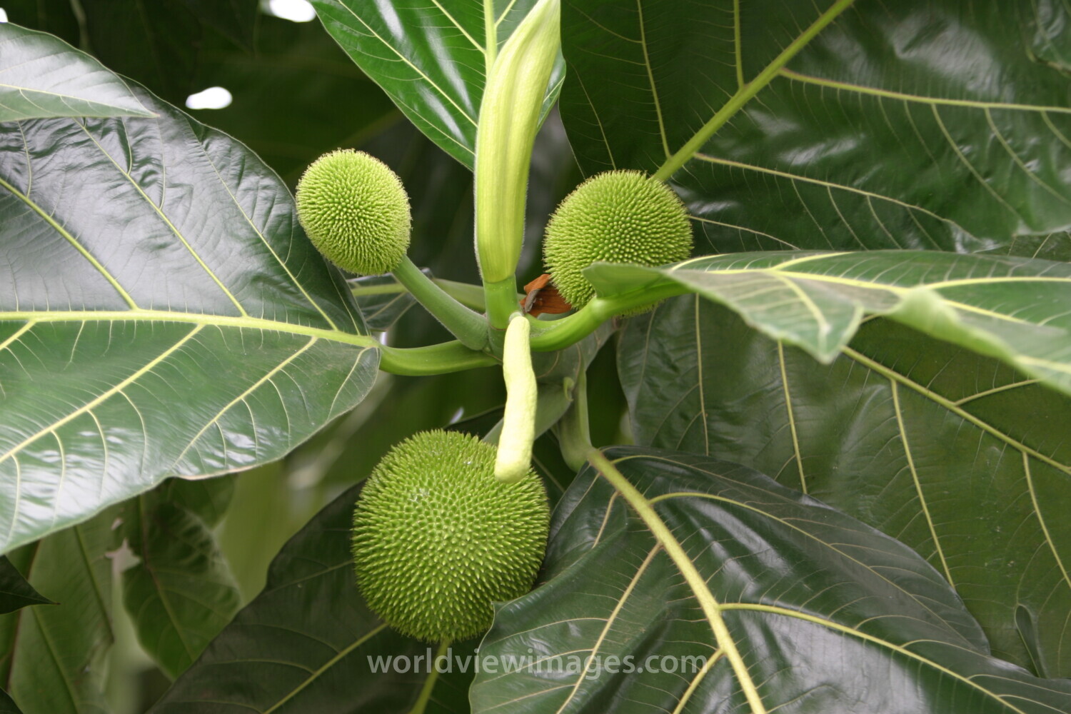 Breadfruit Tree
