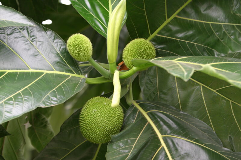 Breadfruit Tree — Sao Tome, Africa, fruit