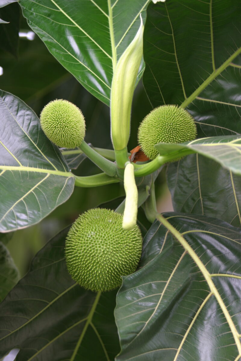 Breadfruit Tree — Sao Tome, Africa, fruit