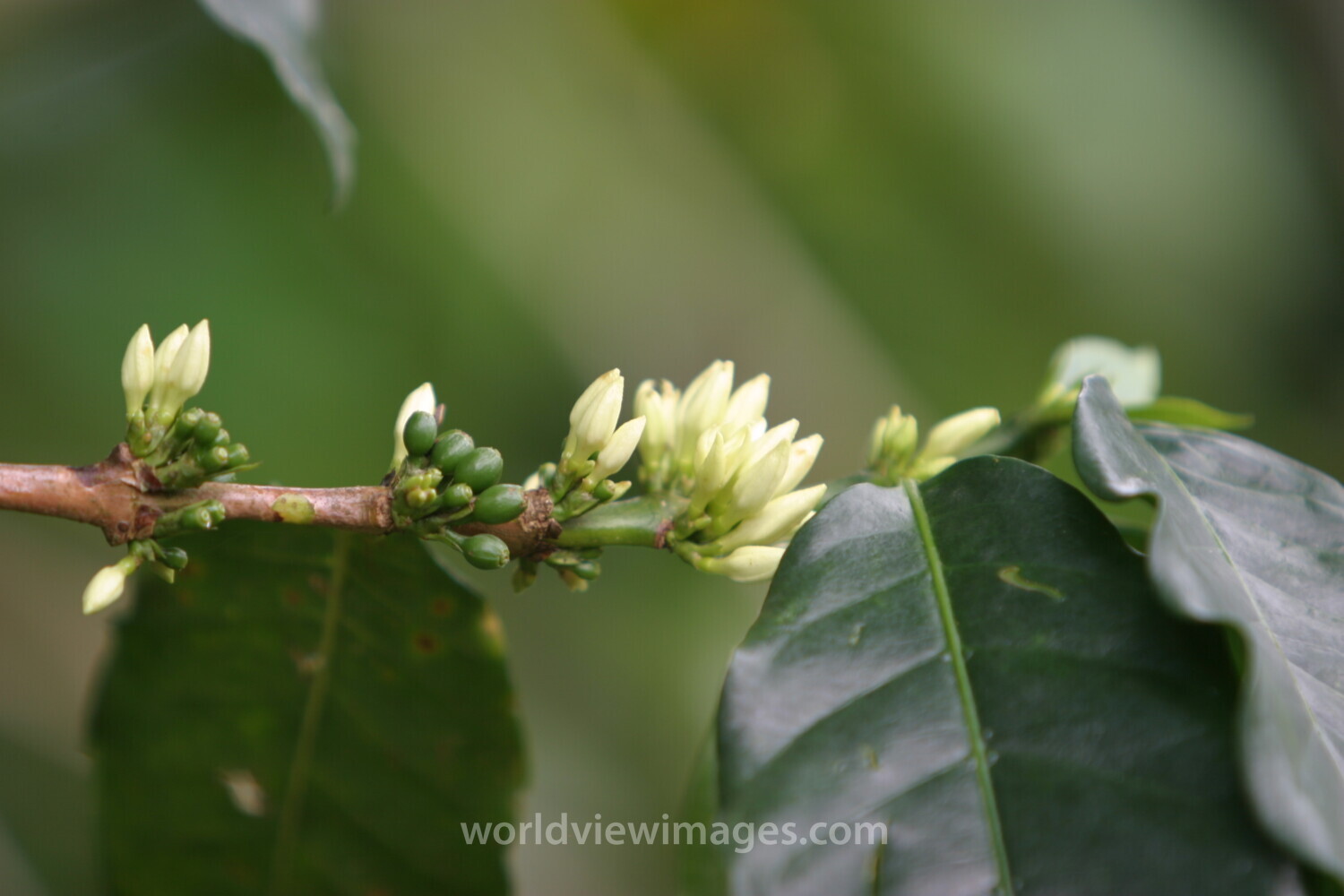 Fruit on Tree in Africa