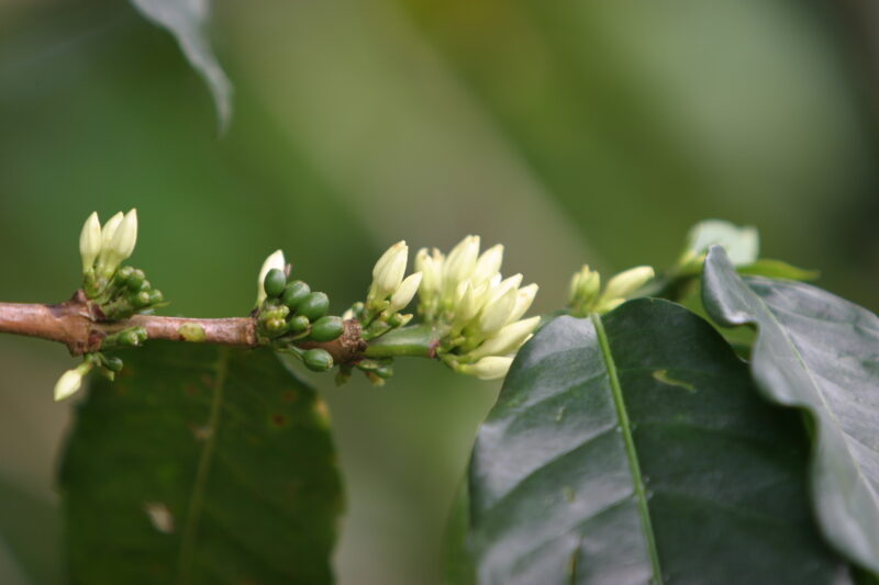 Fruit on Tree in Africa — Coffee beans still on the tree, in Sao Tome, Africa — Sao Tome, Africa, ADRA, coffee, coffee beans