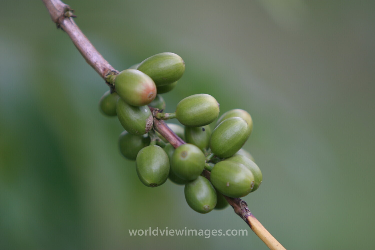 Coffee Beans on the Tree