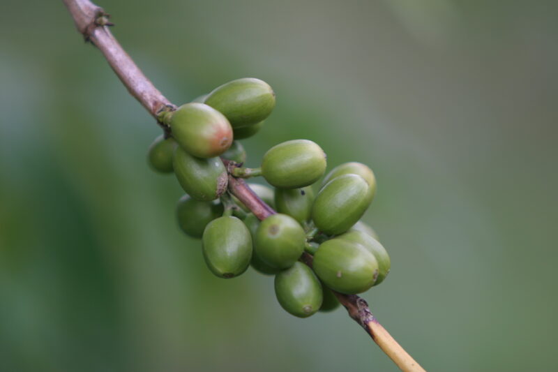 Coffee Beans on the Tree — Coffee beans still on the tree, in Sao Tome, Africa — Sao Tome, Africa, ADRA, coffee, coffee beans