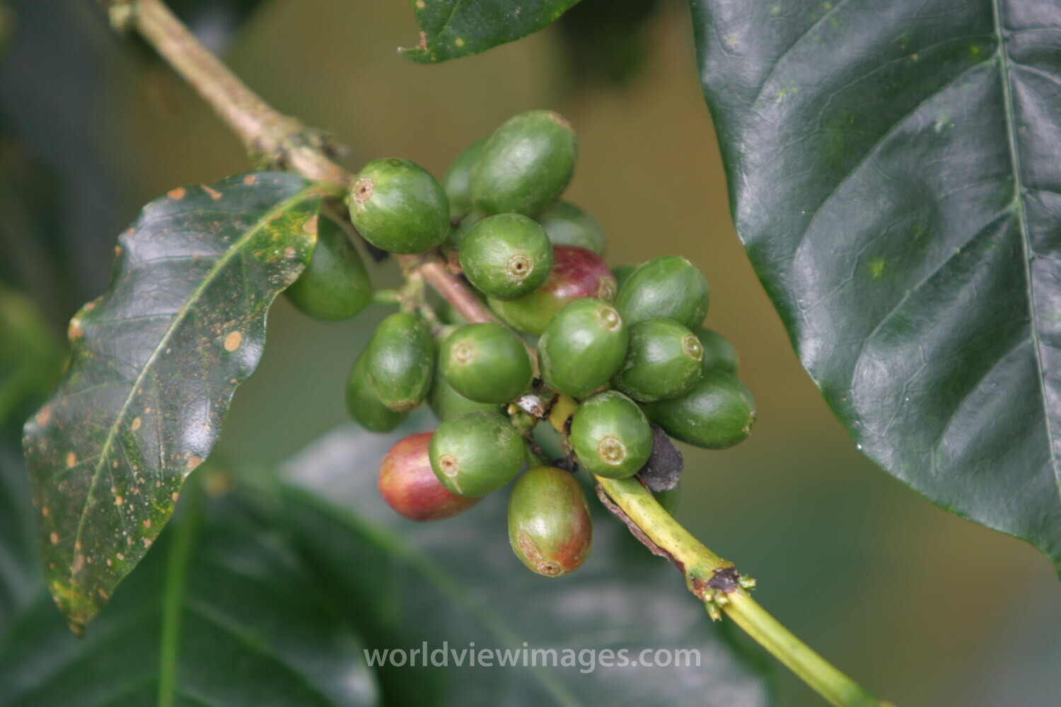 Coffee Beans on the Tree