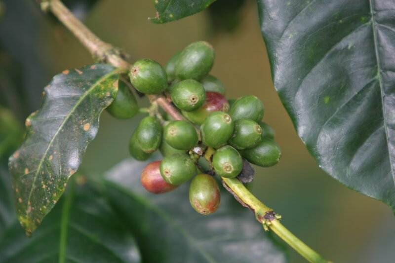 Coffee Beans on the Tree — Coffee beans still on the tree, in Sao Tome, Africa — Sao Tome, Africa, ADRA, coffee, coffee beans