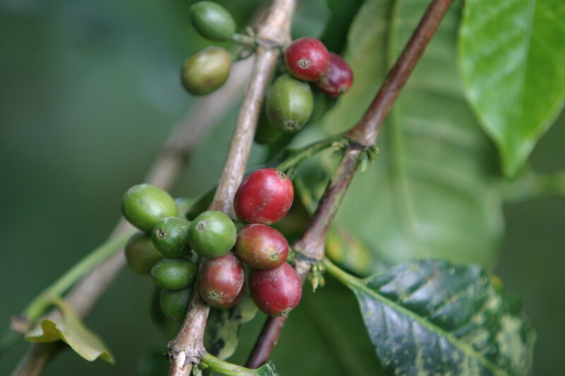 Coffee Beans on the Tree — Coffee beans still on the tree, in Sao Tome, Africa — Sao Tome, Africa, ADRA, coffee, coffee beans