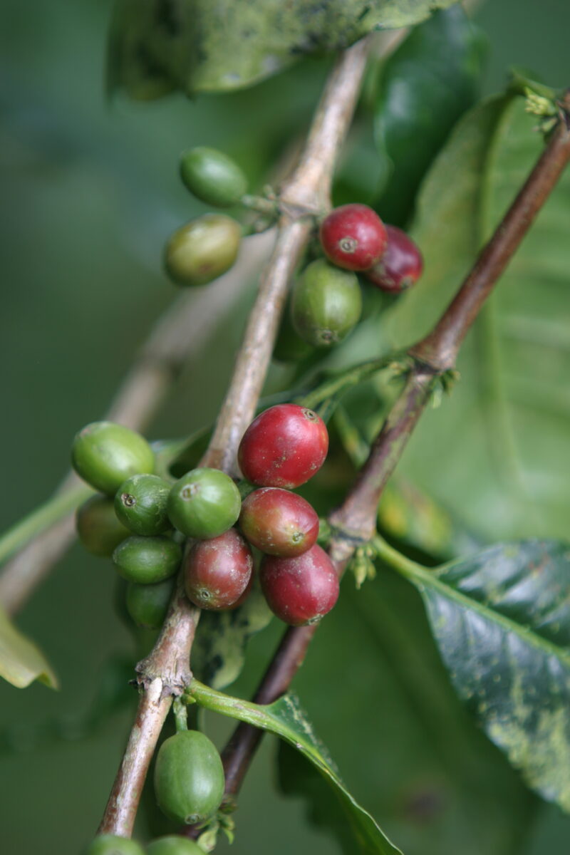 Coffee Beans on the Tree — Coffee beans still on the tree, in Sao Tome, Africa — Sao Tome, Africa, ADRA, coffee, coffee beans