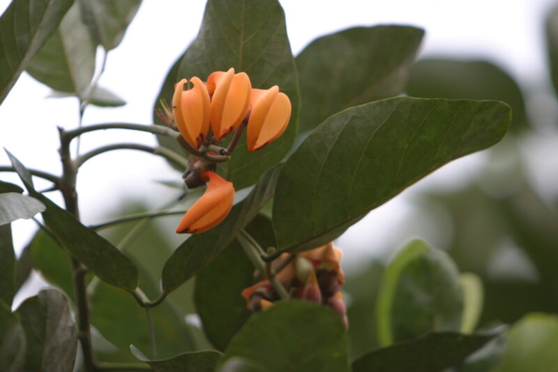 Blossoms — Sao Tome, Africa, Blossoms