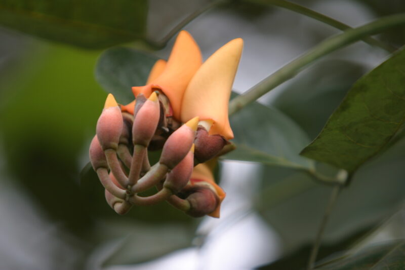 Blossoms — Sao Tome, Africa, Blossoms