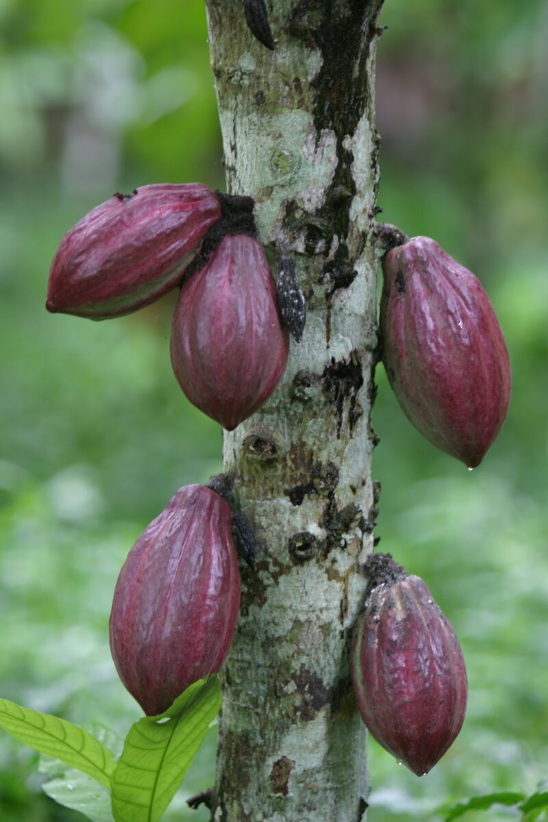 Cocao Tree in Sao Tome — Stock image of fruit of the cacoa tree or Chocolate tree growing in Sao Tome, Africa — Sao Tome, Africa, Cocao Tree, Chocolate Tree,...