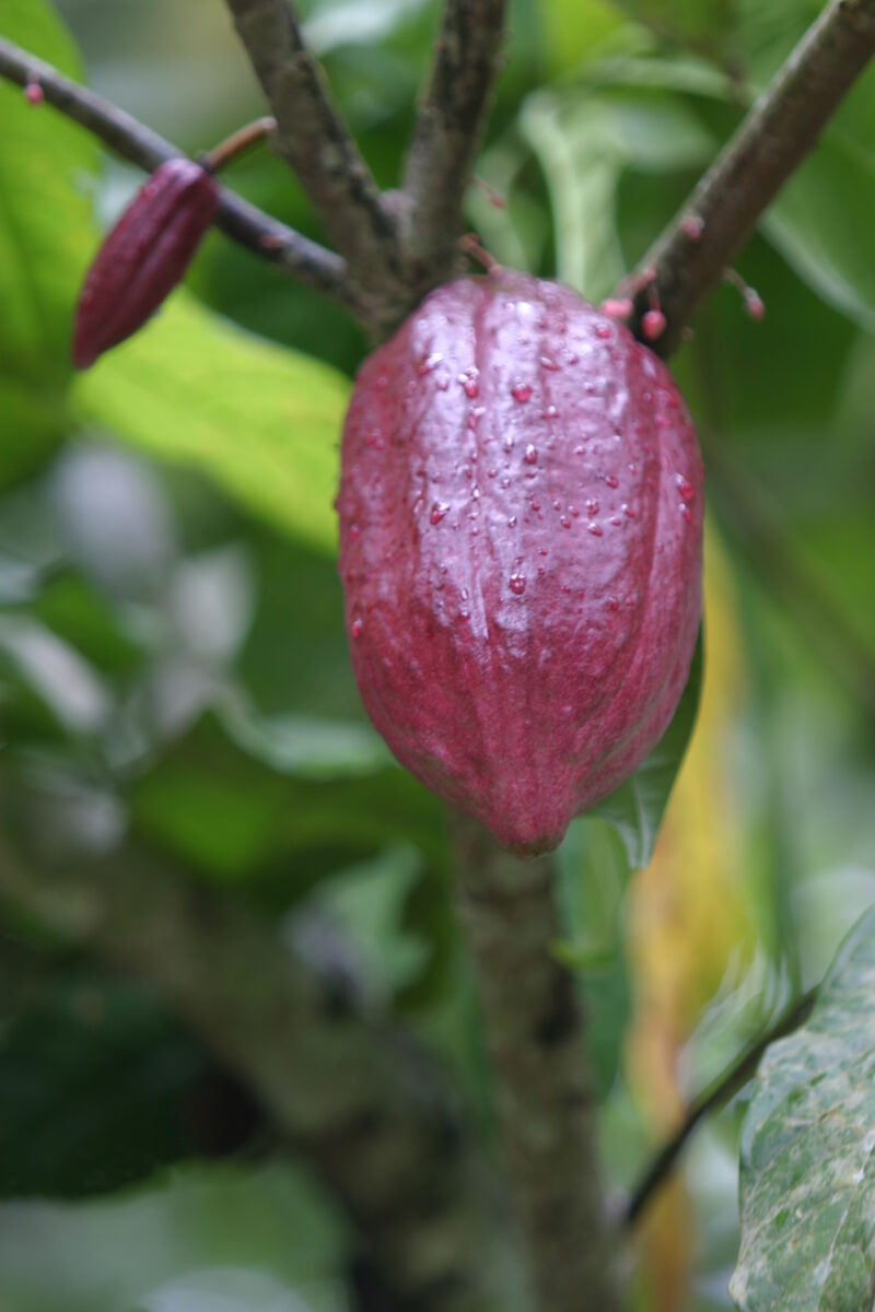 Cocao Tree in Sao Tome — Stock image of fruit of the cacoa tree or Chocolate tree growing in Sao Tome, Africa — Sao Tome, Africa, Cocao Tree, Chocolate Tree,...