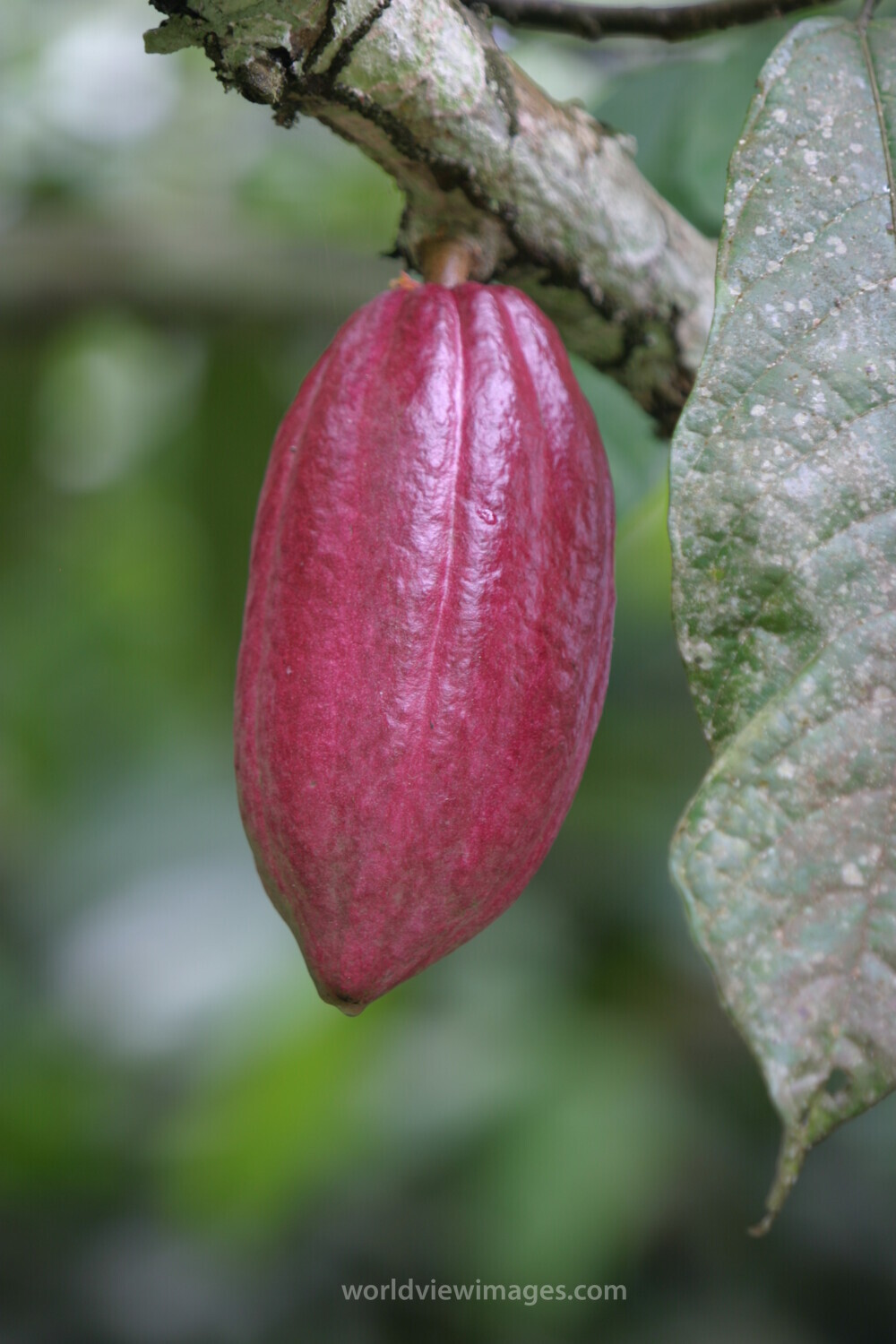 Cocao Tree in Sao Tome