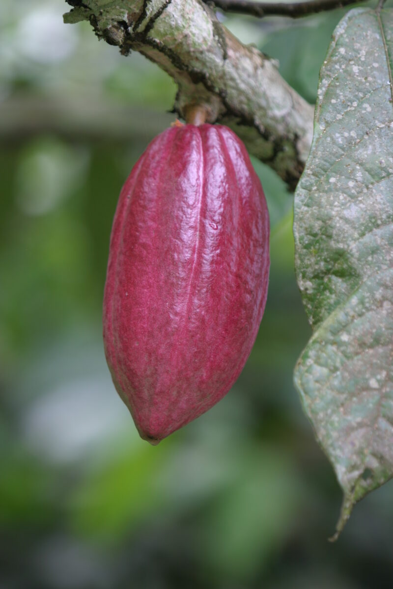 Cocao Tree in Sao Tome — Stock image of fruit of the cacoa tree or Chocolate tree growing in Sao Tome, Africa — Sao Tome, Africa, Cocao Tree, Chocolate Tree,...