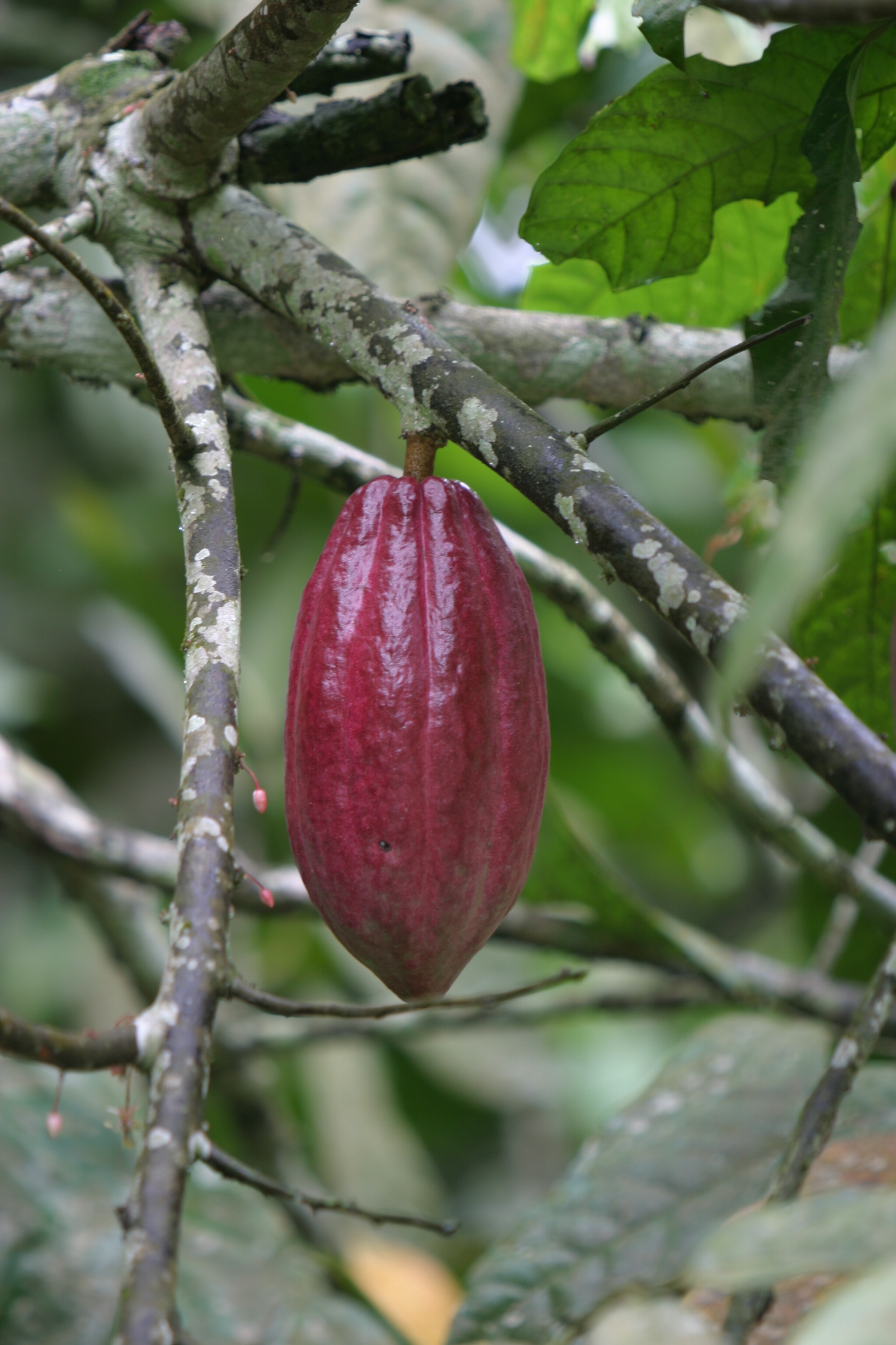 Cocao Tree in Sao Tome