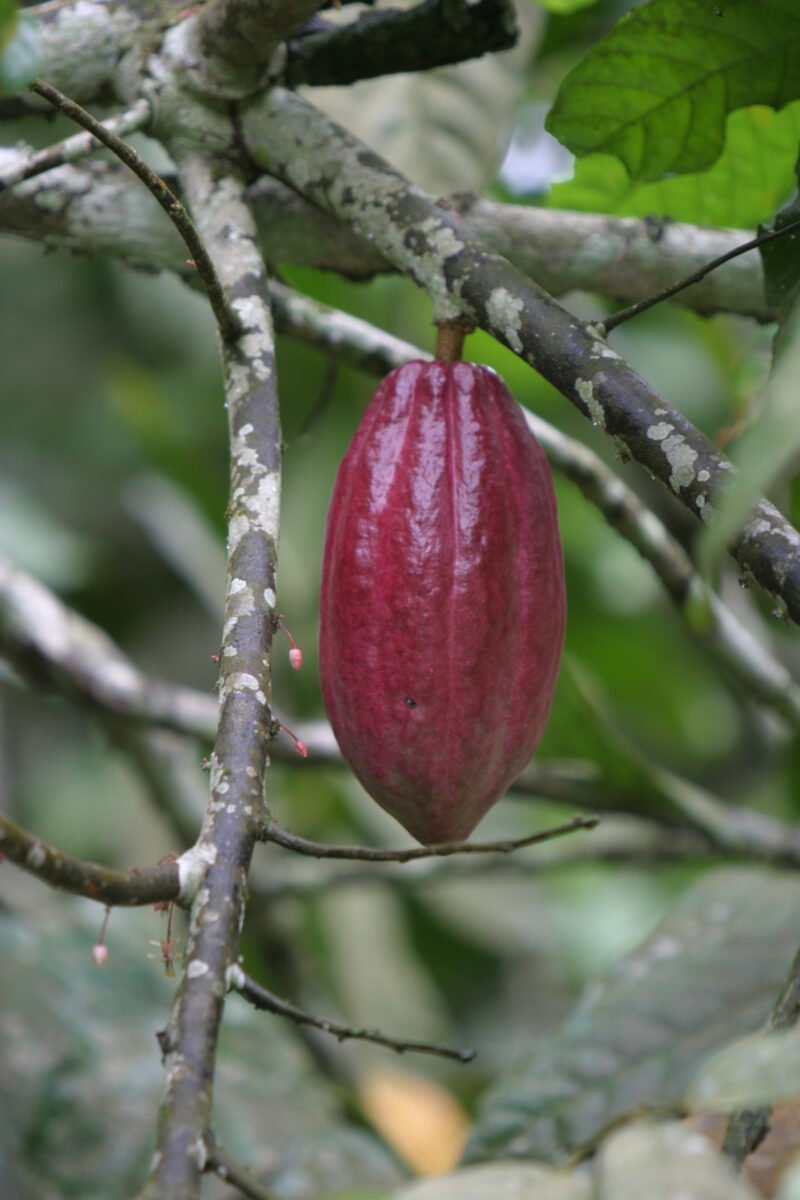 Cocao Tree in Sao Tome — Stock image of fruit of the cacoa tree or Chocolate tree growing in Sao Tome, Africa — Sao Tome, Africa, Cocao Tree, Chocolate Tree,...