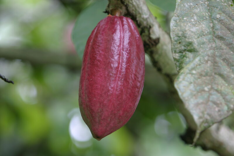 Cocao Tree in Sao Tome — Stock image of fruit of the cacoa tree or Chocolate tree growing in Sao Tome, Africa — Sao Tome, Africa, Cocao Tree, Chocolate Tree,...
