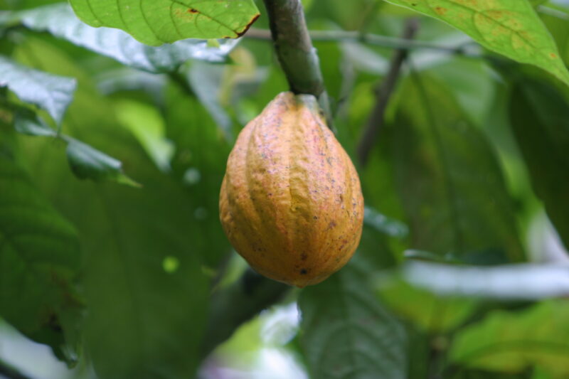 Cocao Tree in Sao Tome — Stock image of fruit of the cacoa tree or Chocolate tree growing in Sao Tome, Africa — Sao Tome, Africa, Cocao Tree, Chocolate Tree,...