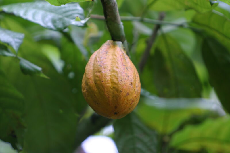 Cocao Tree in Sao Tome — Stock image of fruit of the cacoa tree or Chocolate tree growing in Sao Tome, Africa — Sao Tome, Africa, Cocao Tree, Chocolate Tree,...