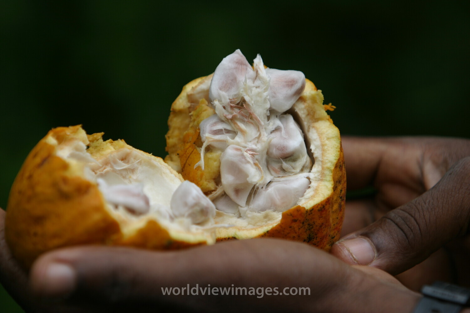 Cocao Tree in Sao Tome