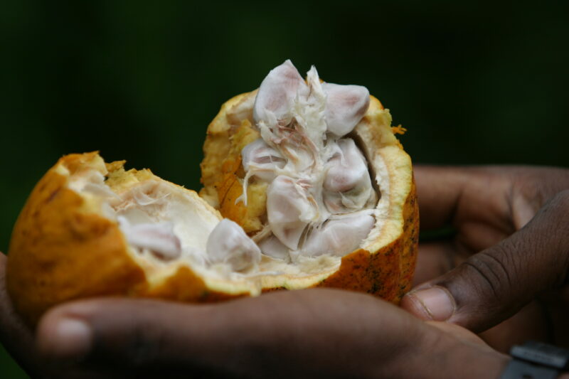 Cocao Tree in Sao Tome — Stock image of fruit of the cacoa tree or Chocolate tree growing in Sao Tome, Africa — Sao Tome, Africa, Cocao Tree, Chocolate Tree,...