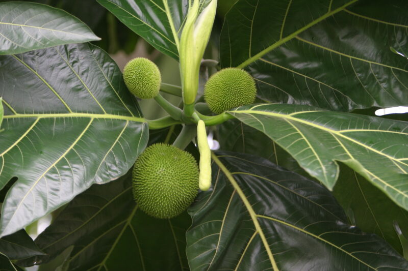 Breadfruit Tree — Sao Tome, Africa, ADRA, Poverty