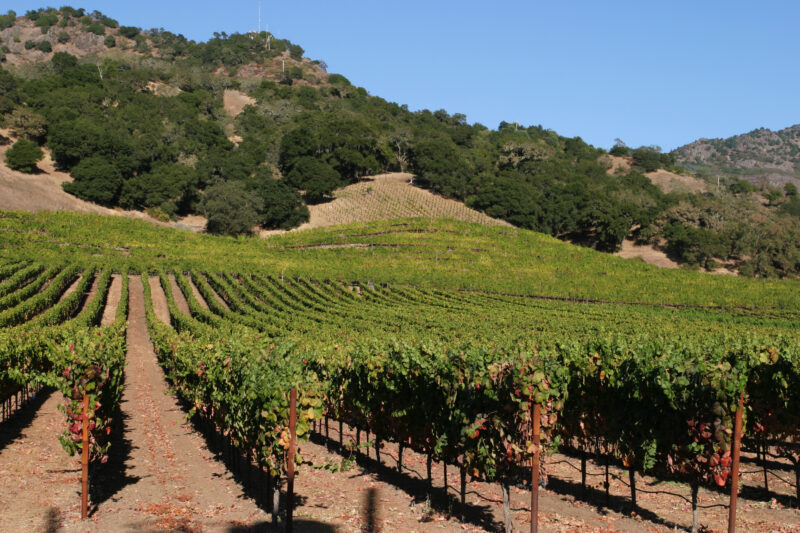 Vineyard in Nappa Valley — Vineyards of the beautiful Nappa Valley, California, USA — Scenic, United States, California, USA, Nappa