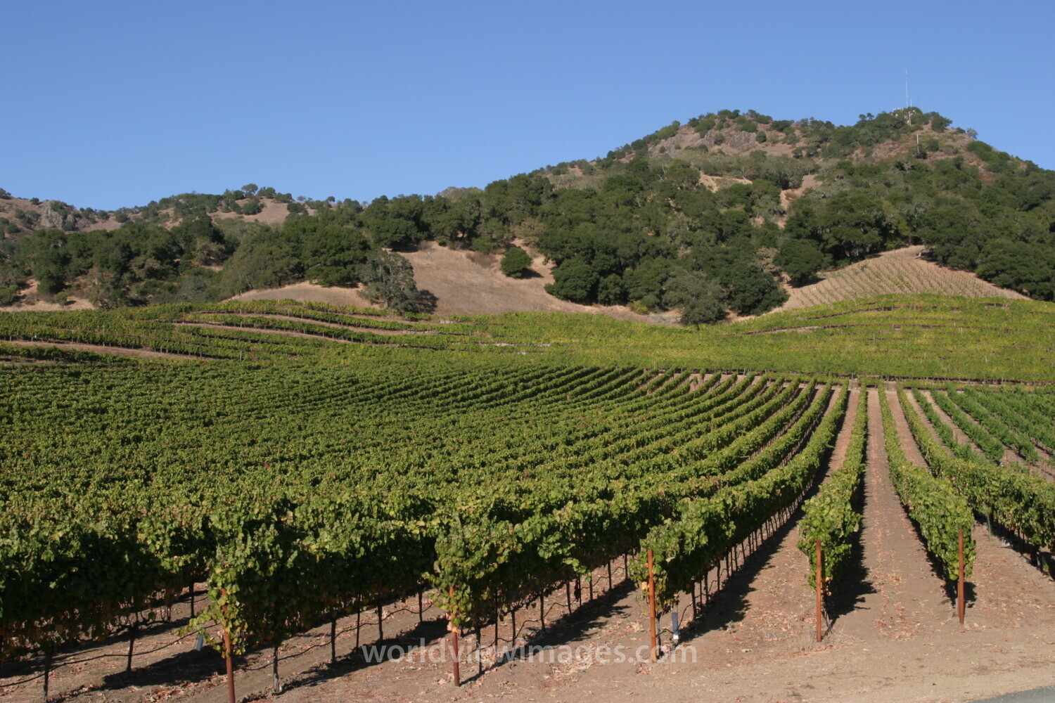 Vineyard in Nappa Valley