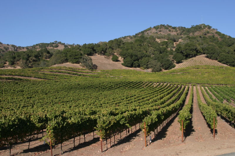 Vineyard in Nappa Valley — Vineyards of the beautiful Nappa Valley, California, USA — Scenic, United States, California, USA, Nappa