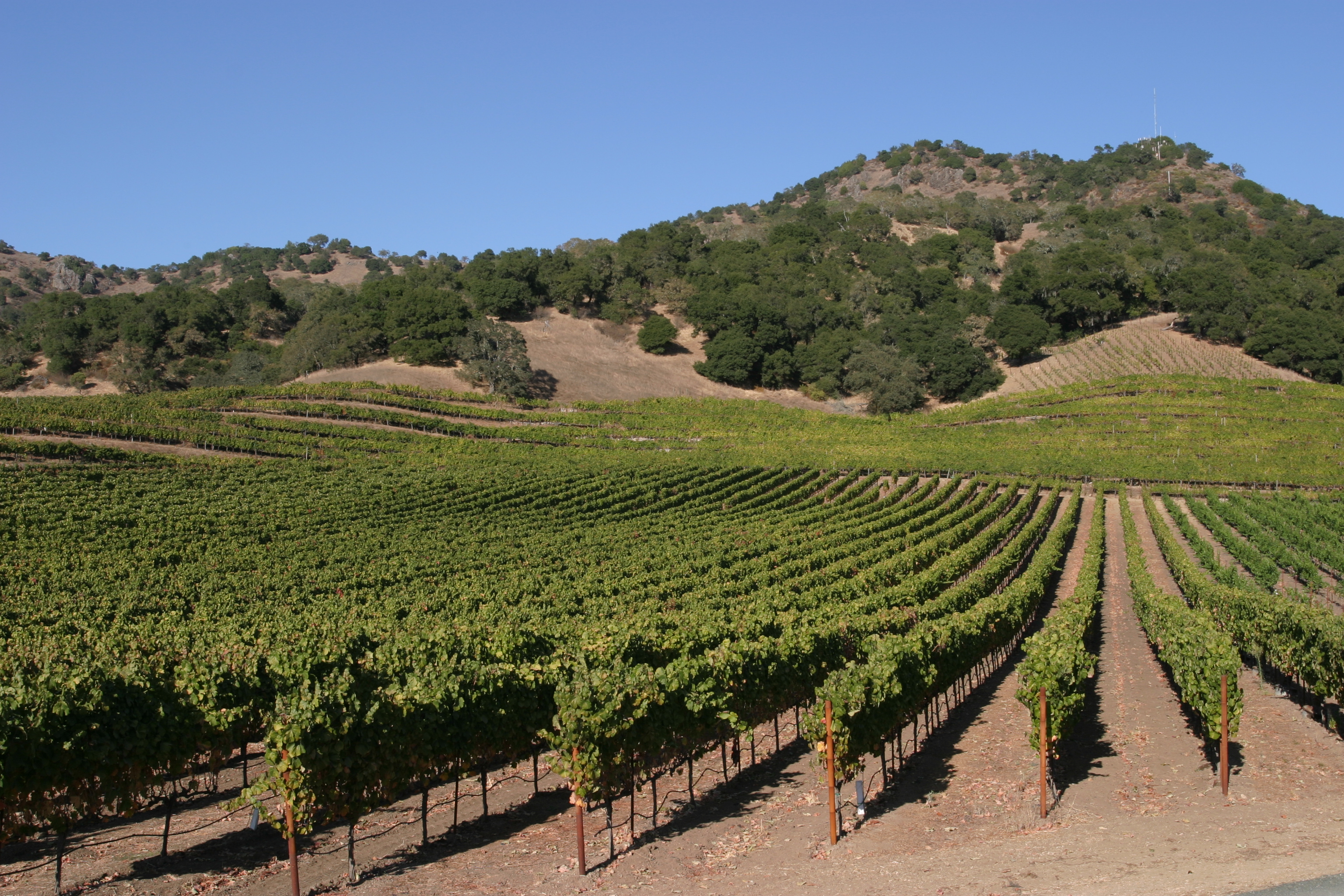 Vineyard in Nappa Valley
