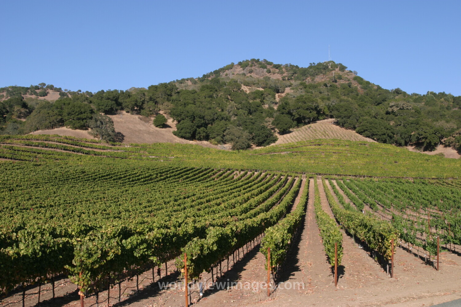 Vineyard in Nappa Valley