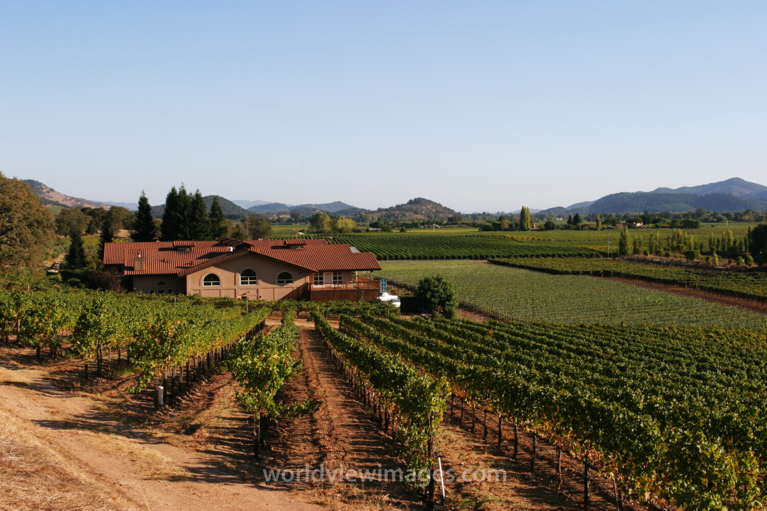 Vineyard in Nappa Valley