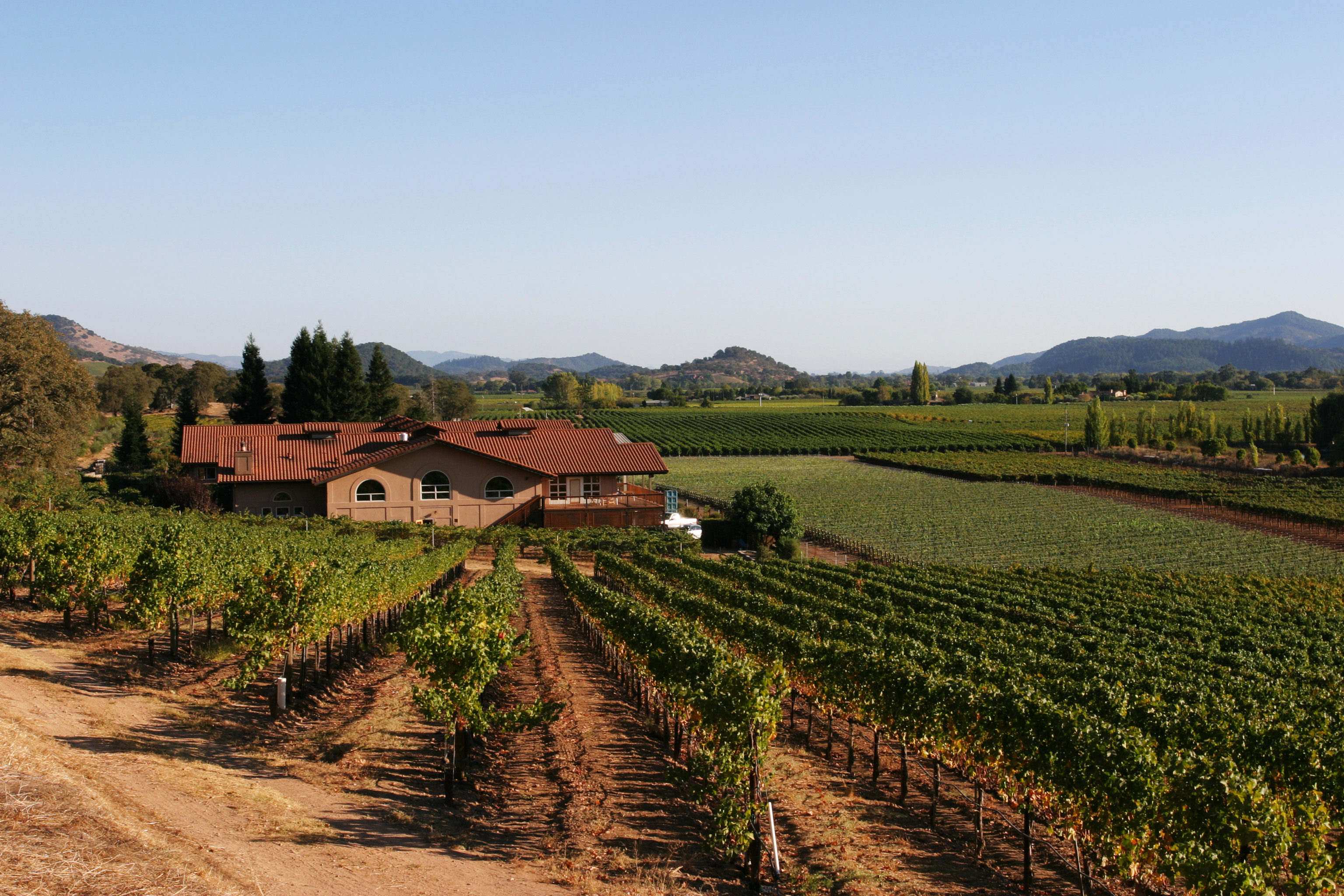Vineyard in Nappa Valley