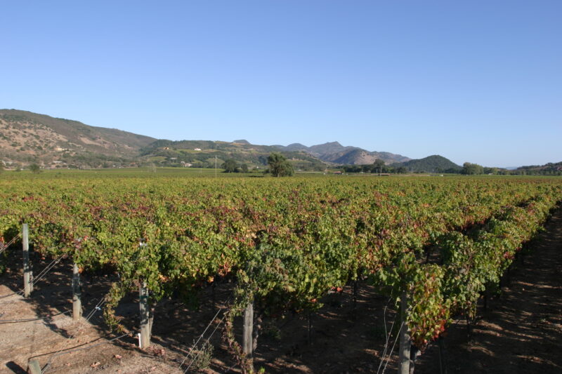 Vineyard in Nappa Valley — Vineyards of the beautiful Nappa Valley, California, USA — Scenic, United States, California, USA, Nappa