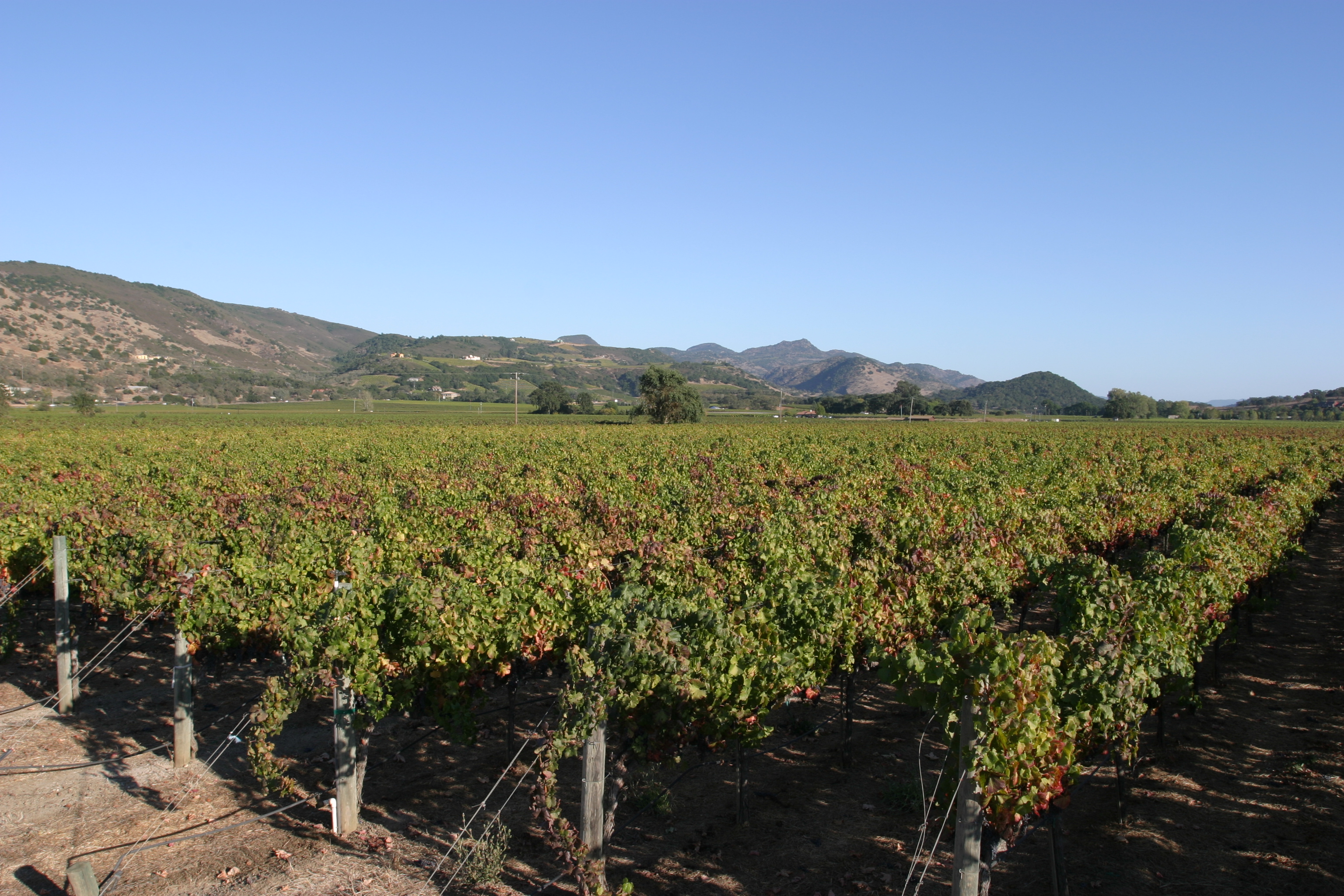 Vineyard in Nappa Valley