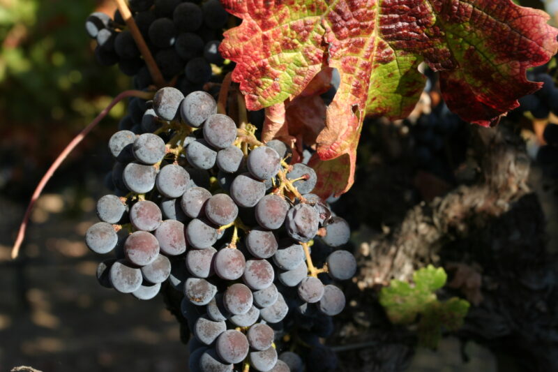 Wine Grapes Ready for Harvest — Scenic, United States, California, USA, Nappa