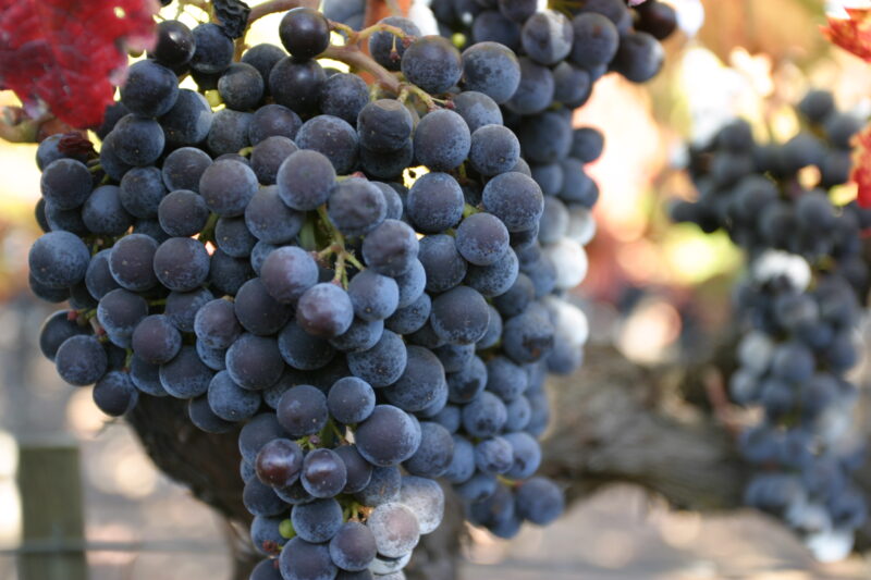 Wine Grapes Ready for Harvest — Scenic, United States, California, USA, Nappa