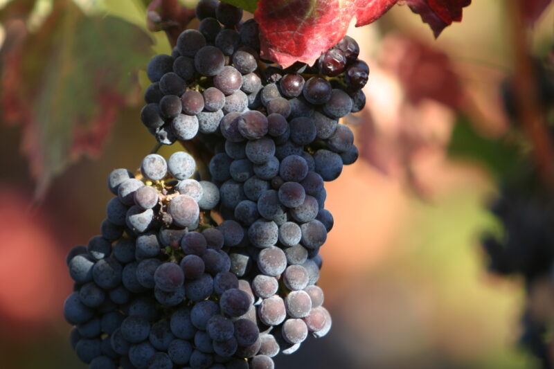 Wine Grapes Ready for Harvest — Scenic, United States, California, USA, Nappa
