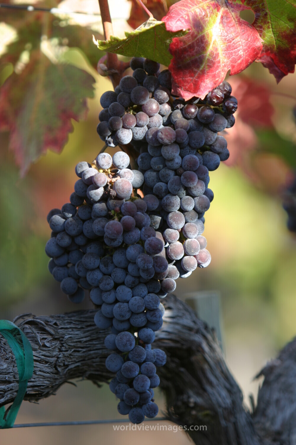 Wine Grapes Ready for Harvest
