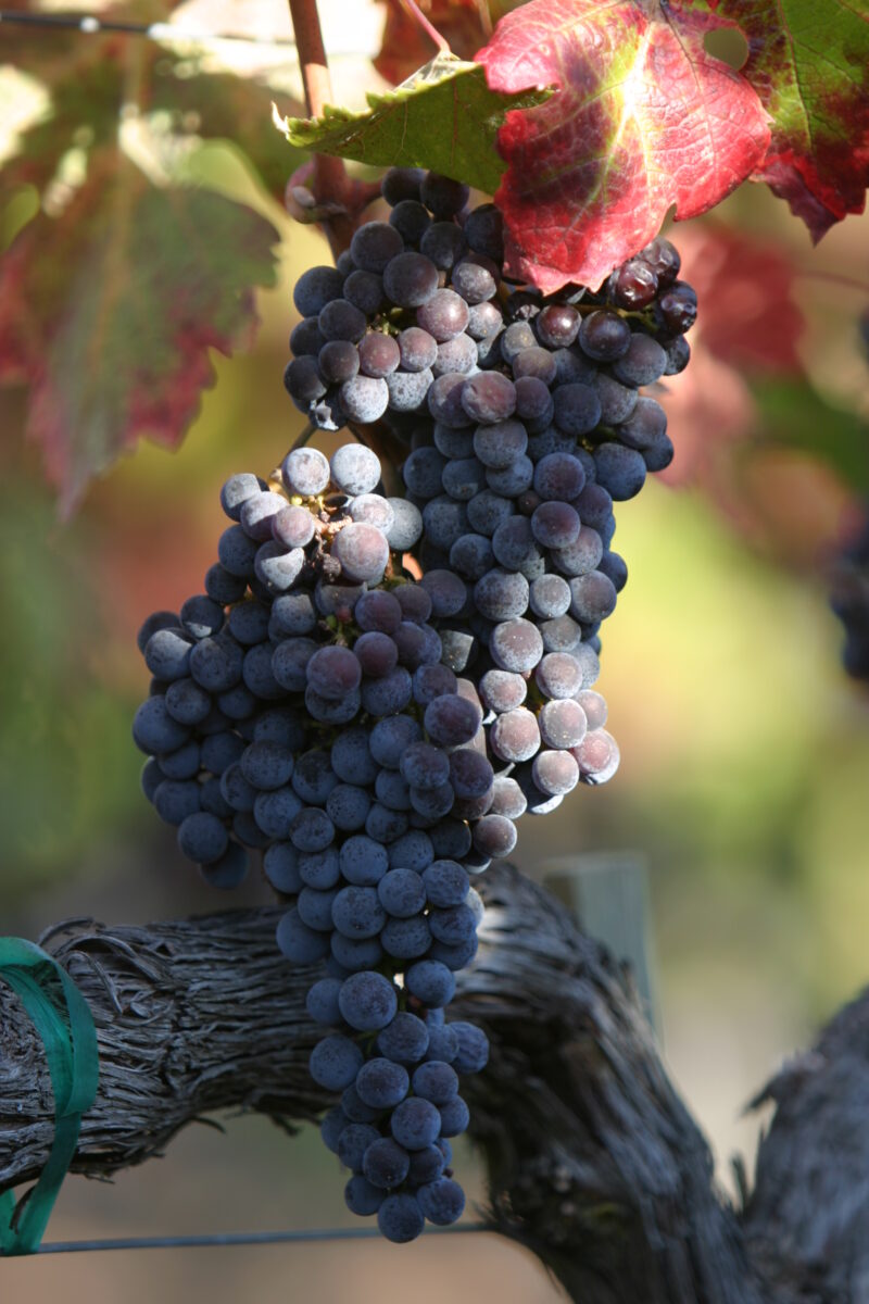 Wine Grapes Ready for Harvest — Scenic, United States, California, USA, Nappa