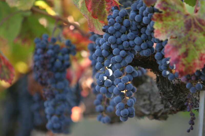Wine Grapes Ready for Harvest — Scenic, United States, California, USA, Nappa