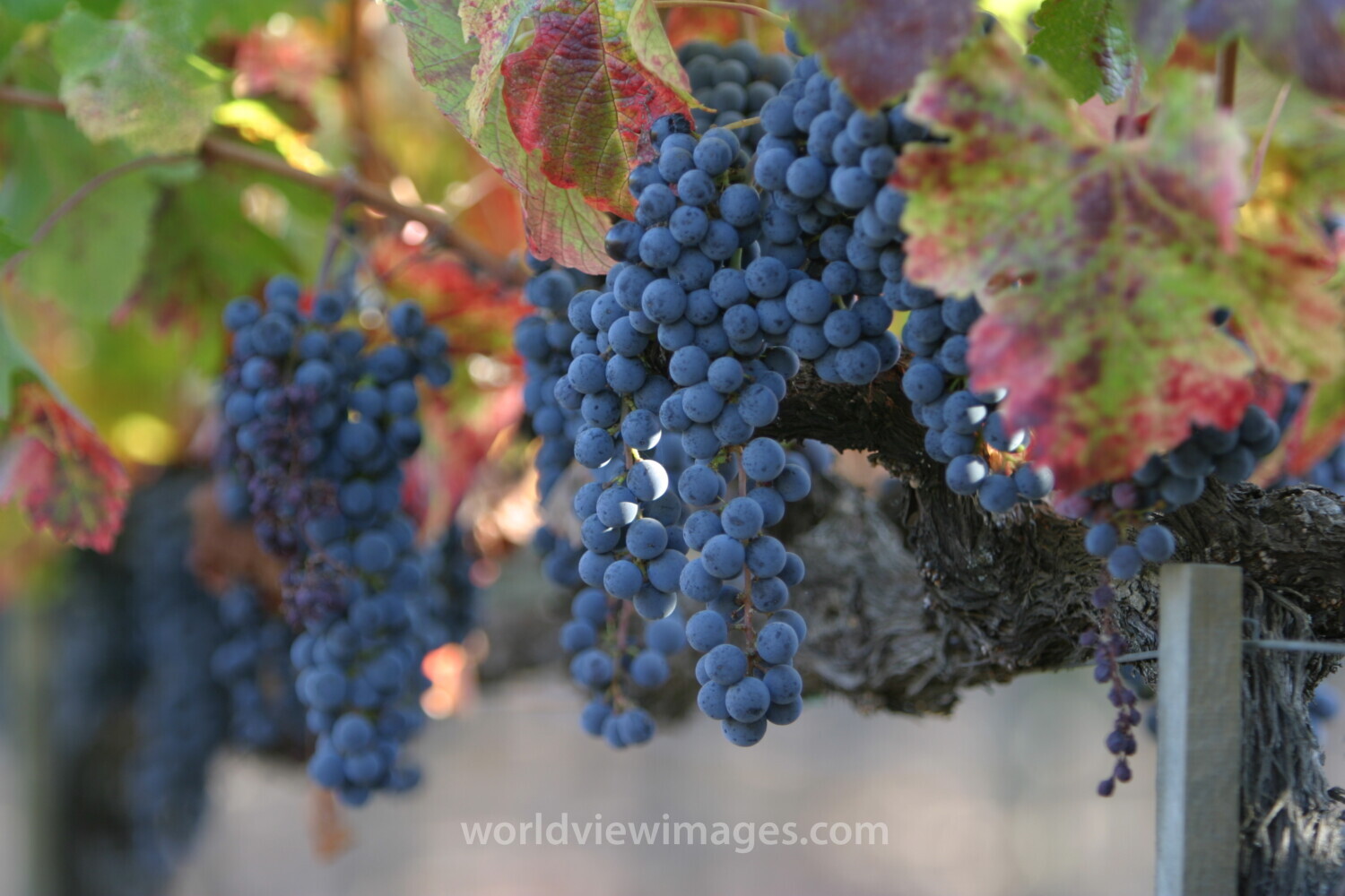 Wine Grapes Ready for Harvest