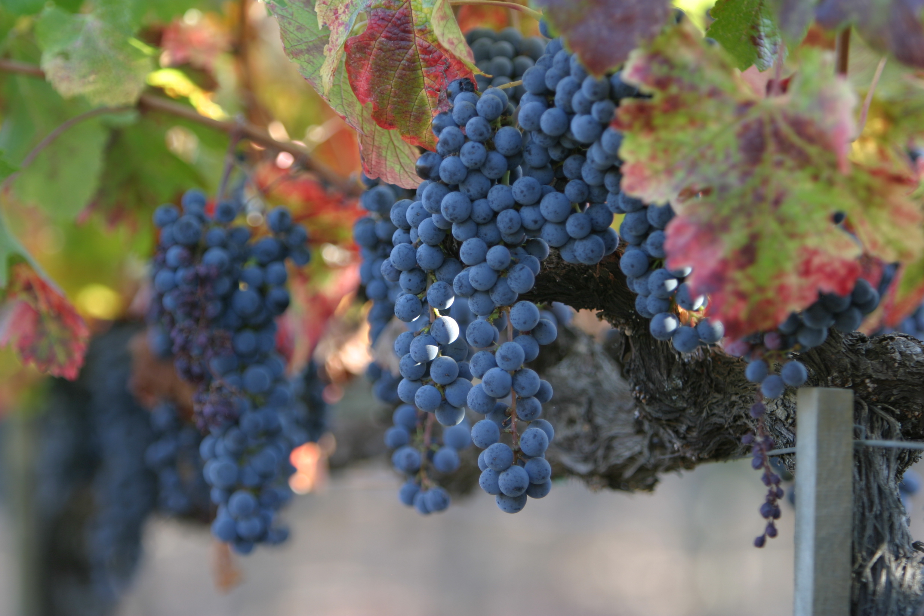 Wine Grapes Ready for Harvest