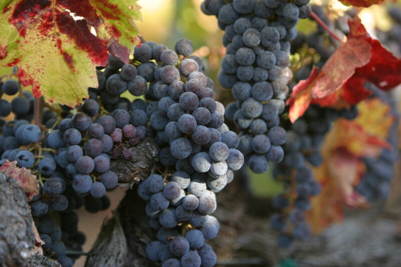 Wine Grapes Ready for Harvest — Scenic, United States, California, USA, Nappa